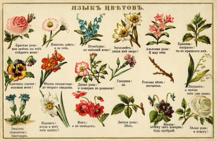 /4book/flowers2.jpg язык цветов
