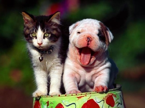 /7meropriyatia/mypet2.png My Pet
